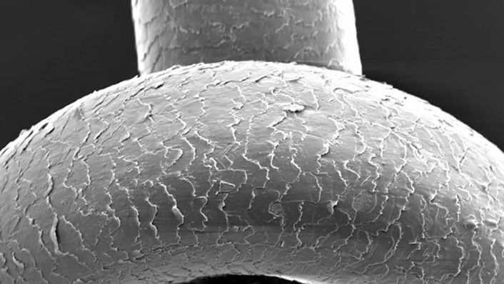 BioLash5日間塗布後のまつ毛のキューティクルの状態
